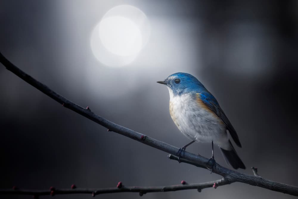 Serene Blue Bird Bokeh by Takashi Suzuki — canvas wall art