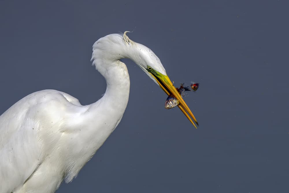 Elegant Egret Fishing Catch by Mallal Moshe — canvas wall art