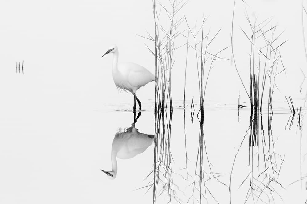 Graceful Egret Reflection by Zhecho Planinski — canvas wall art