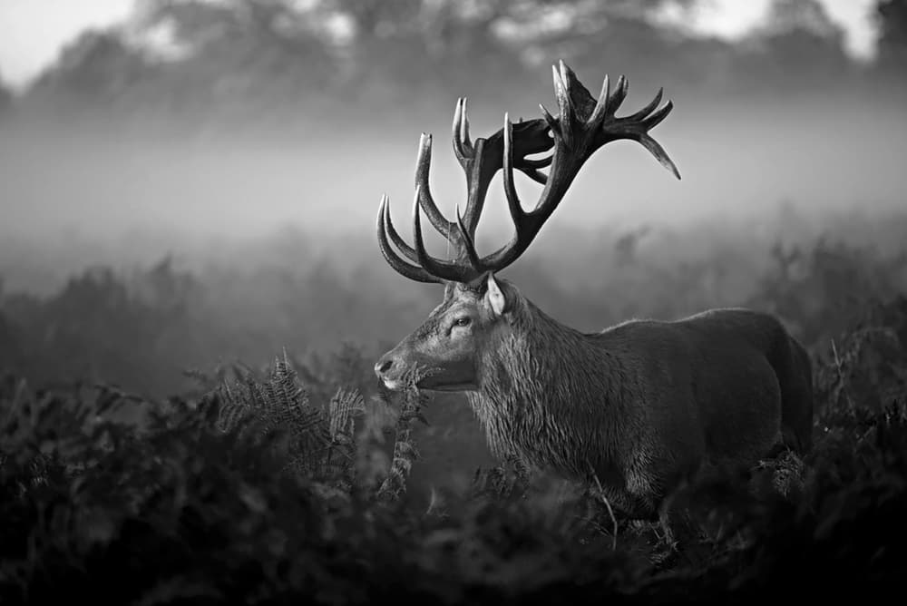 Majestic Stag in Mist by Robert Fabrowski — canvas wall art