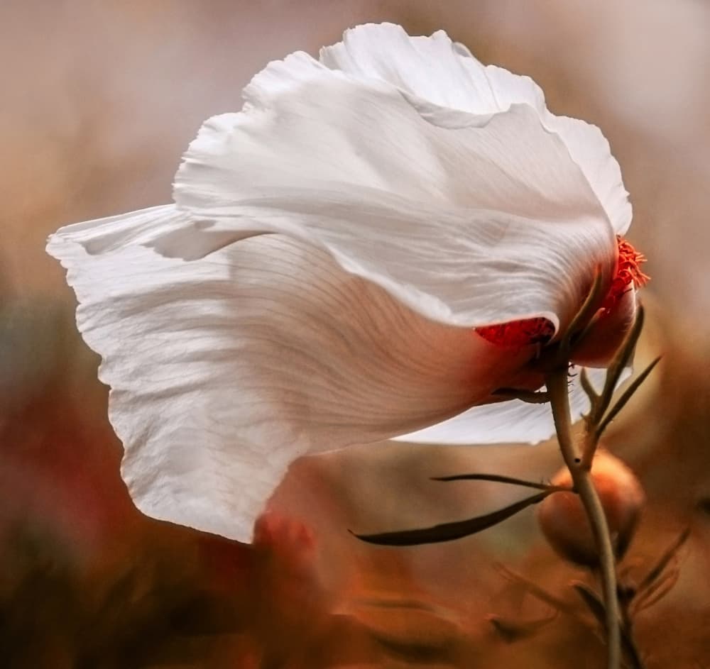 Delicate White Poppy by Robin Wechsler — canvas wall art