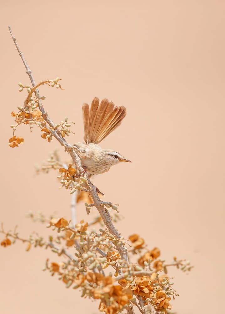 Scrub Warbler by Shlomo Waldmann — canvas wall art