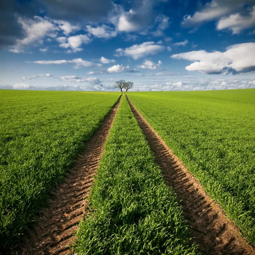 Country Tracks To Tree by Carsten Meyerdierks — canvas wall art