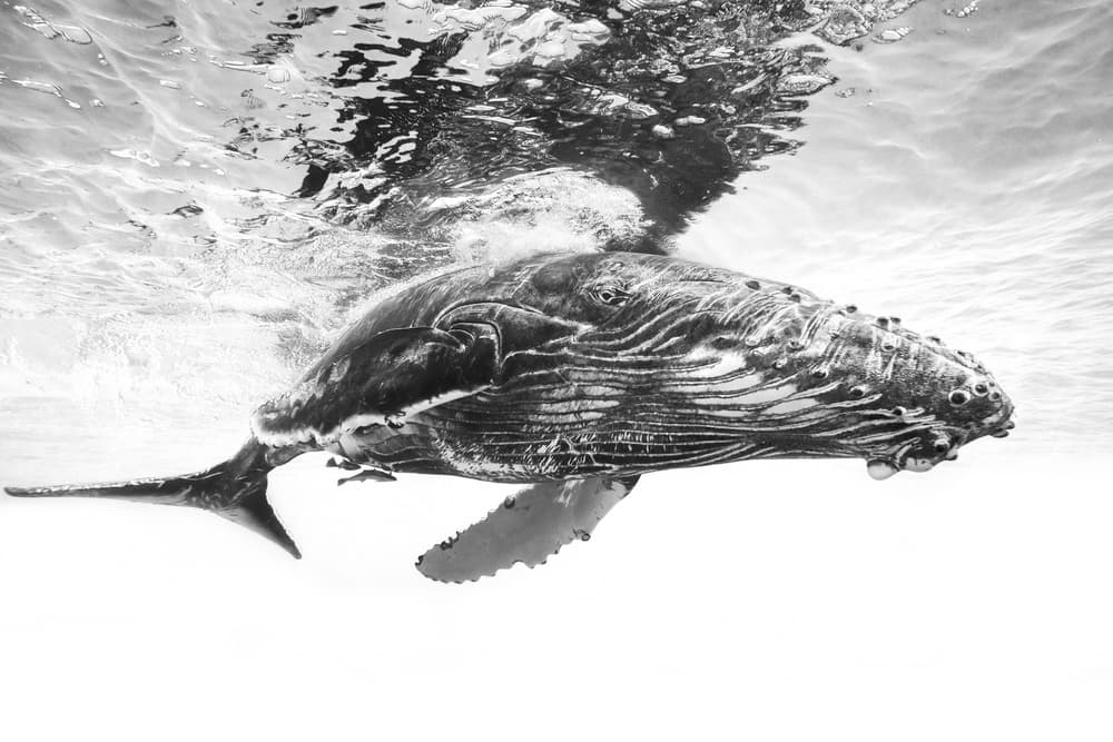 Majestic Humpback Whale by Barathieu Gabriel — canvas wall art