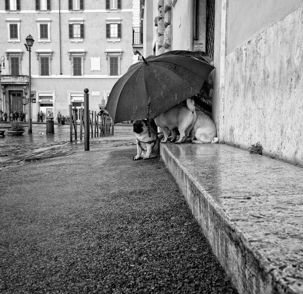 Pugs Under Umbrella by Lorenzo Grifantini — canvas wall art