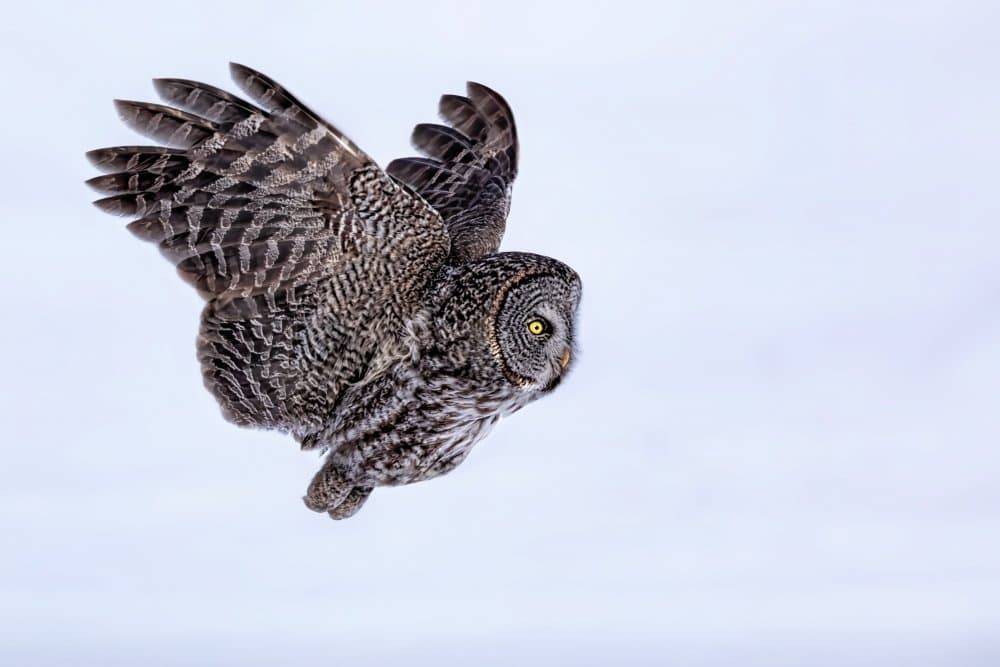 Great Grey Owl Flight by Jun Zuo — canvas wall art