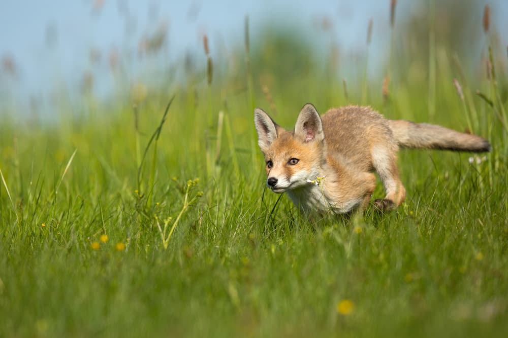 Young Fox Running by Milan Zygmunt — canvas wall art