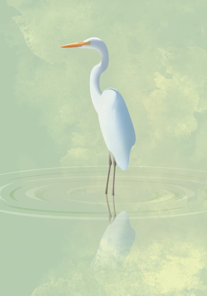 White Egret Reflection by Franco Caballero — canvas wall art
