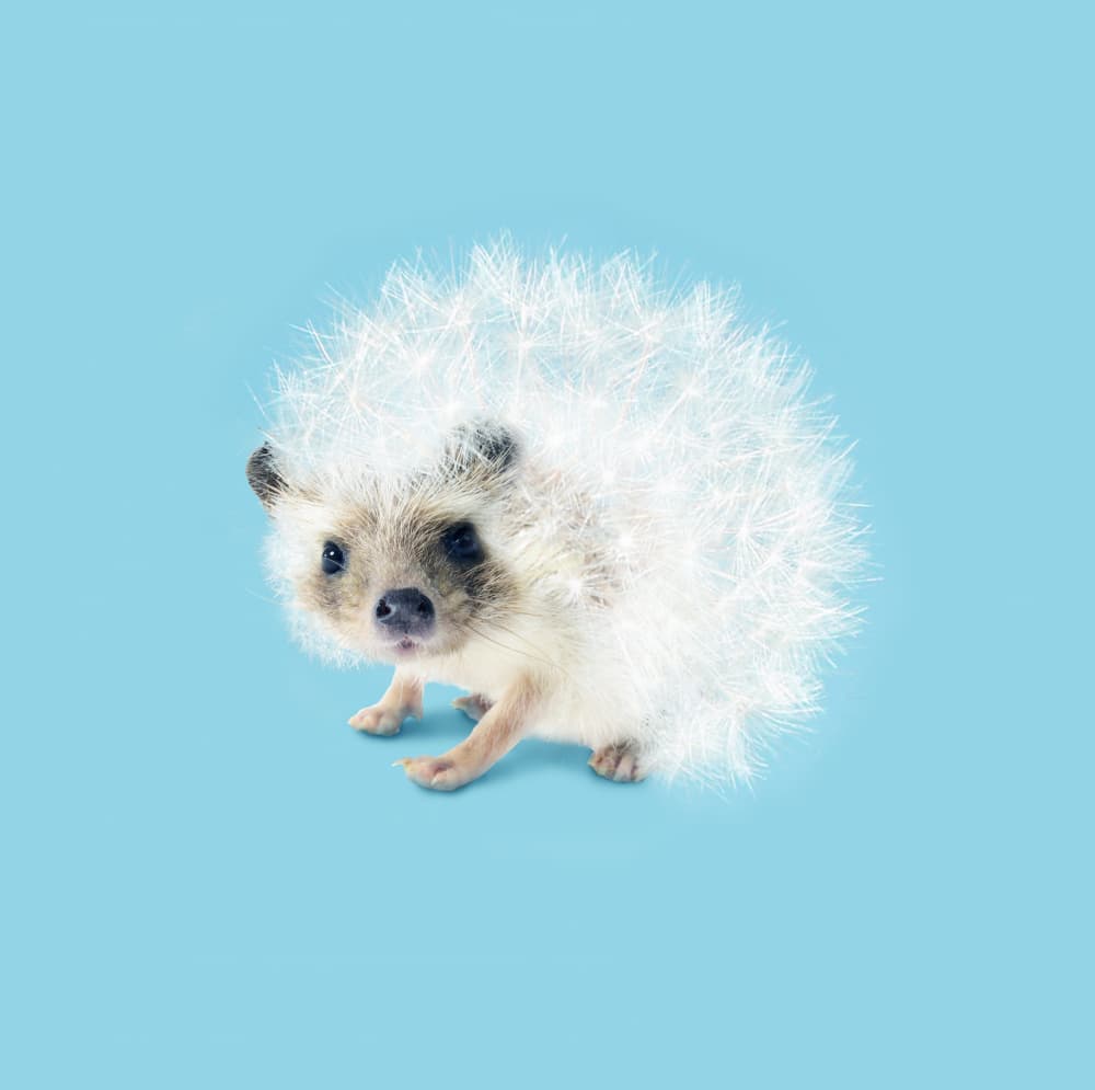 Cute Dandelion Hedgehog by Artem Pozdniakov — canvas wall art