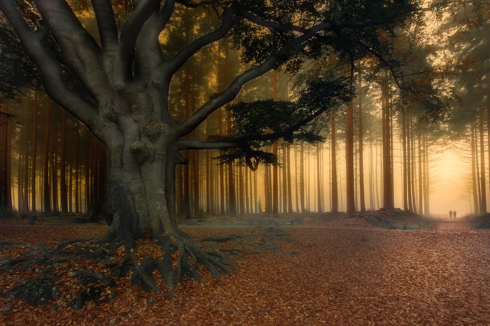 Misty Autumn Forest Path by Piet Haaksma — canvas wall art