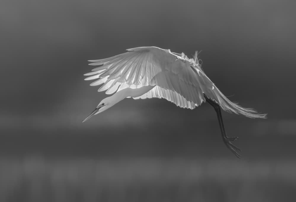 Graceful Egret Flight by Larry Deng APA — canvas wall art