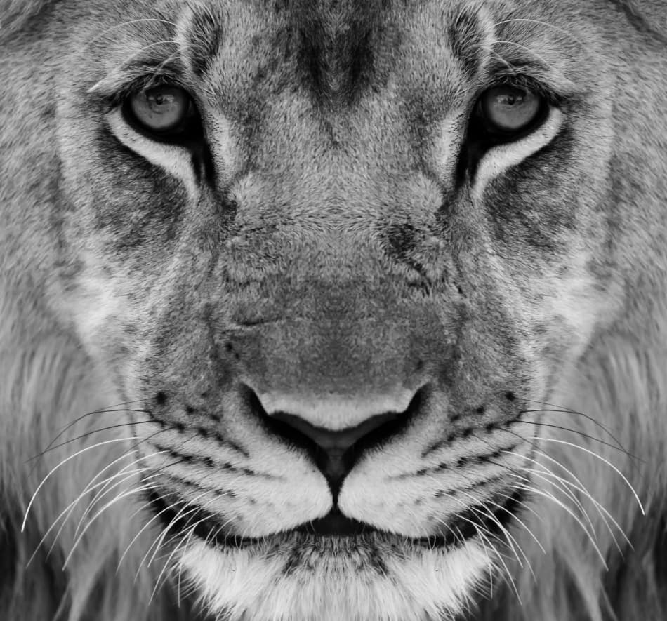 Intense Lioness Portrait by Wayne Pearson — canvas wall art