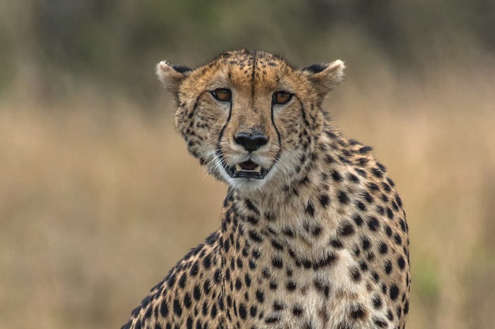 Cheetah's Direct Gaze by Isam Telhami — canvas wall art