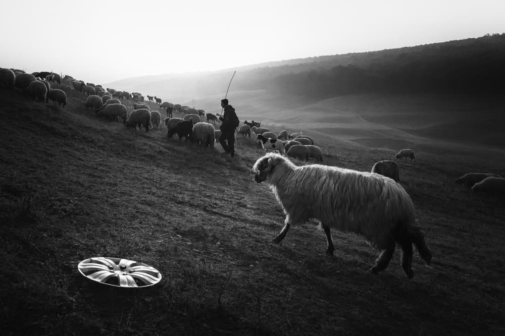 Misty Morning Shepherd by Sebastian Prioteasa — canvas wall art