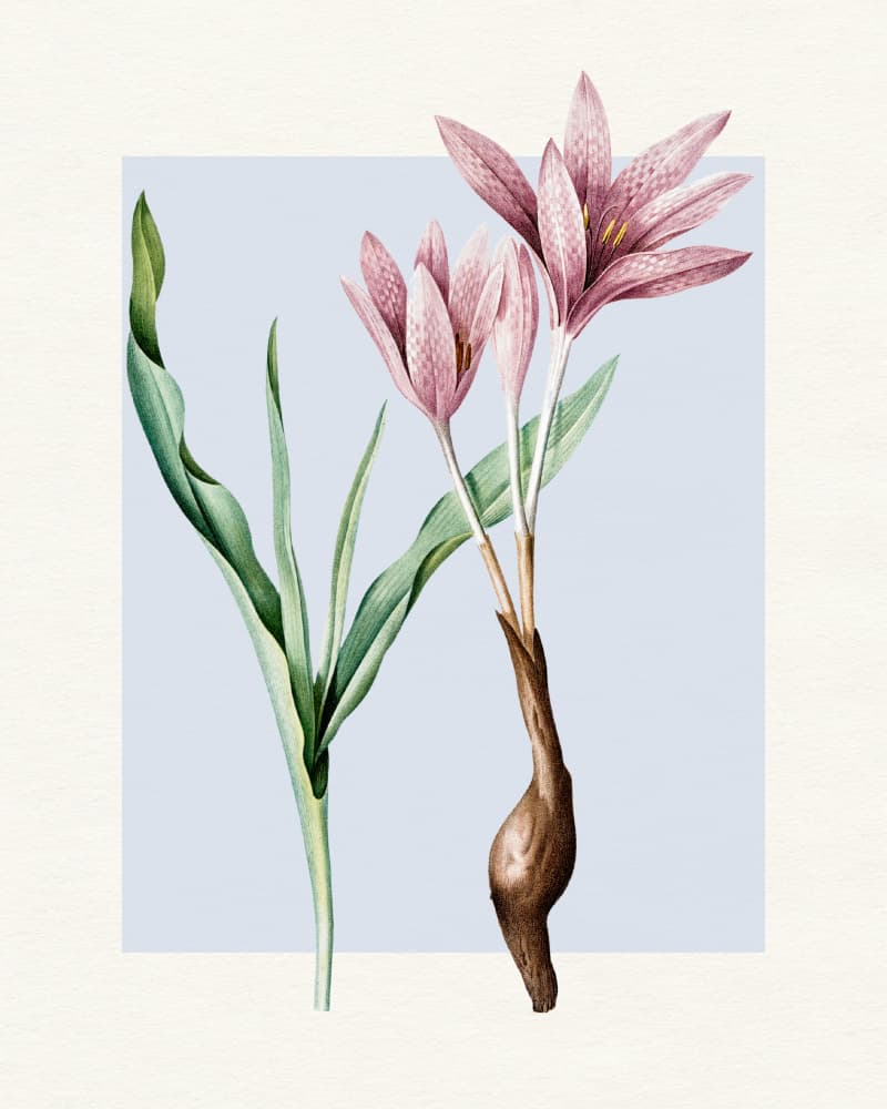 Botanical Pink Crocus by Wild Violets — canvas wall art