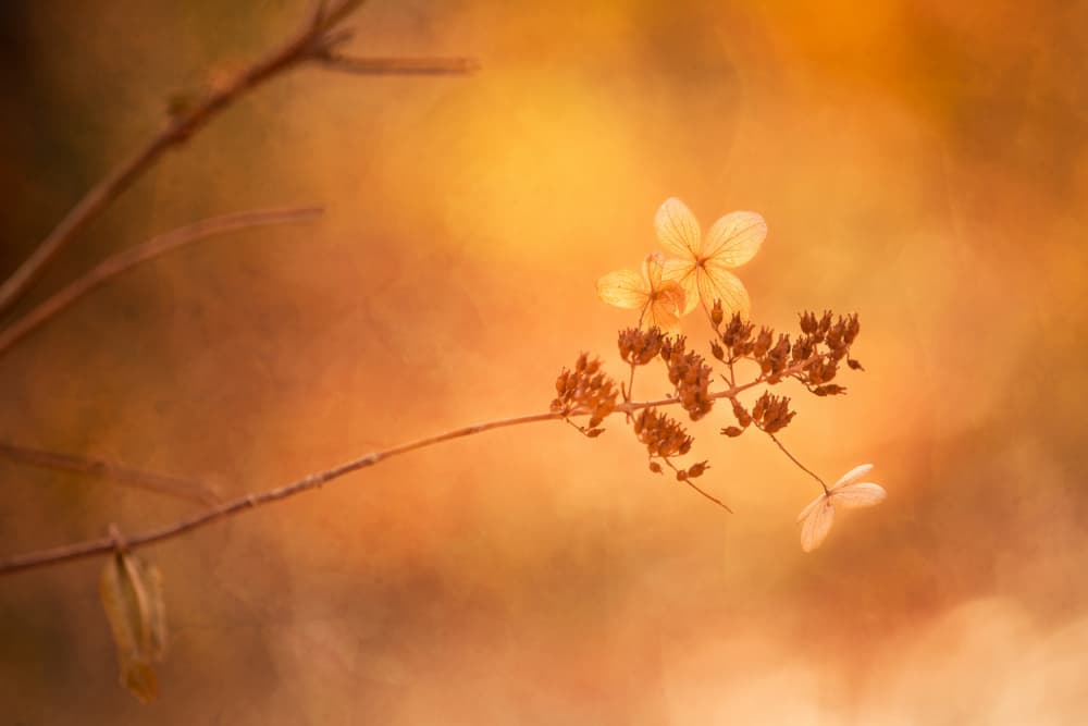Golden Autumn Bloom by Xiang yang Cui — canvas wall art