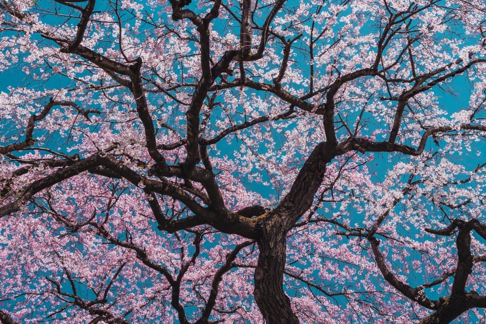 Cherry Blossom Sky by ShikiRyu — canvas wall art