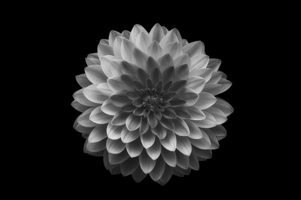 Elegant Monochrome Dahlia by Lotte Grønkjær — canvas wall art