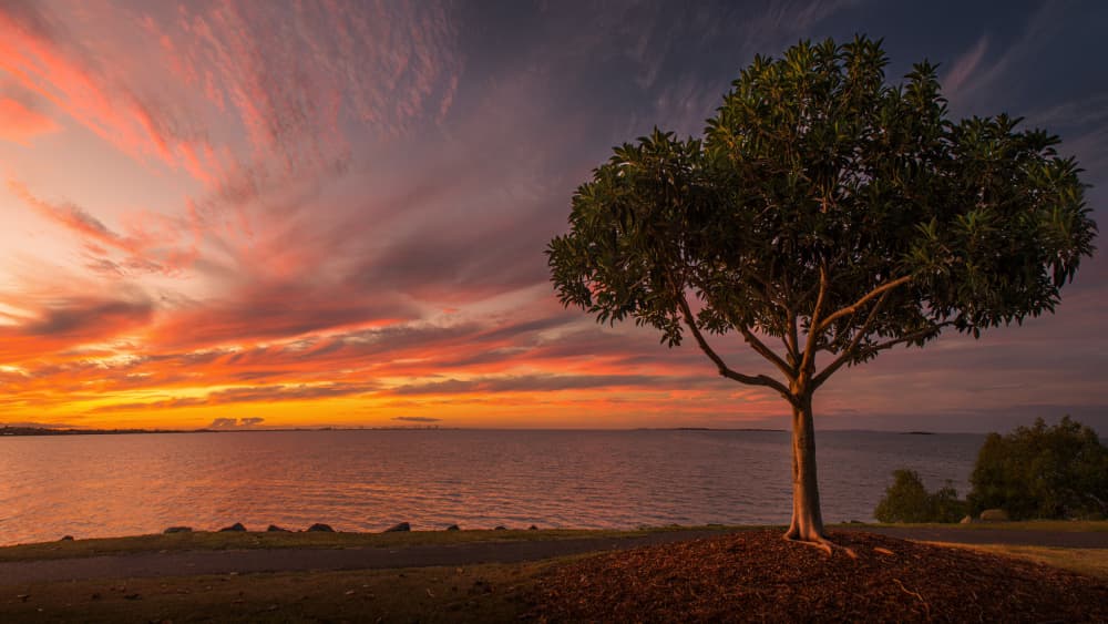 Vibrant Coastal Sunset Tree by Emanuel Papamanolis — canvas wall art
