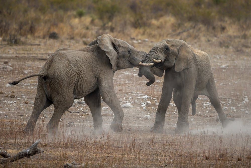 Two Playful Elephants by Jaco Marx — canvas wall art