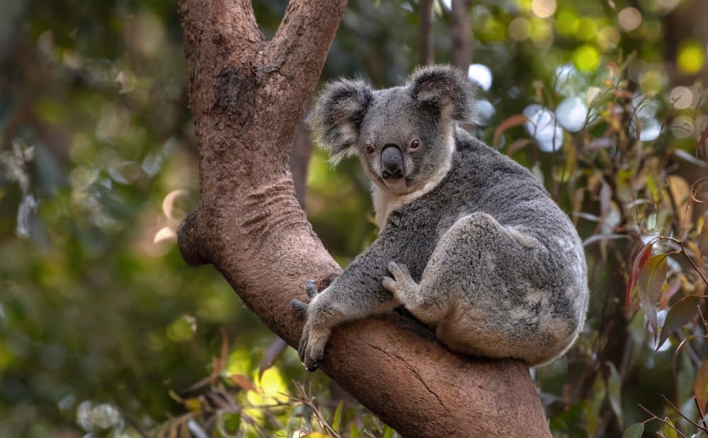 Wild Koala's Gaze by Emanuel Papamanolis — canvas wall art