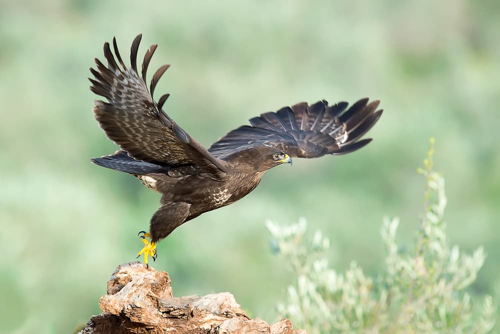 Regal Raptor Landing by Eyal Amer — canvas wall art
