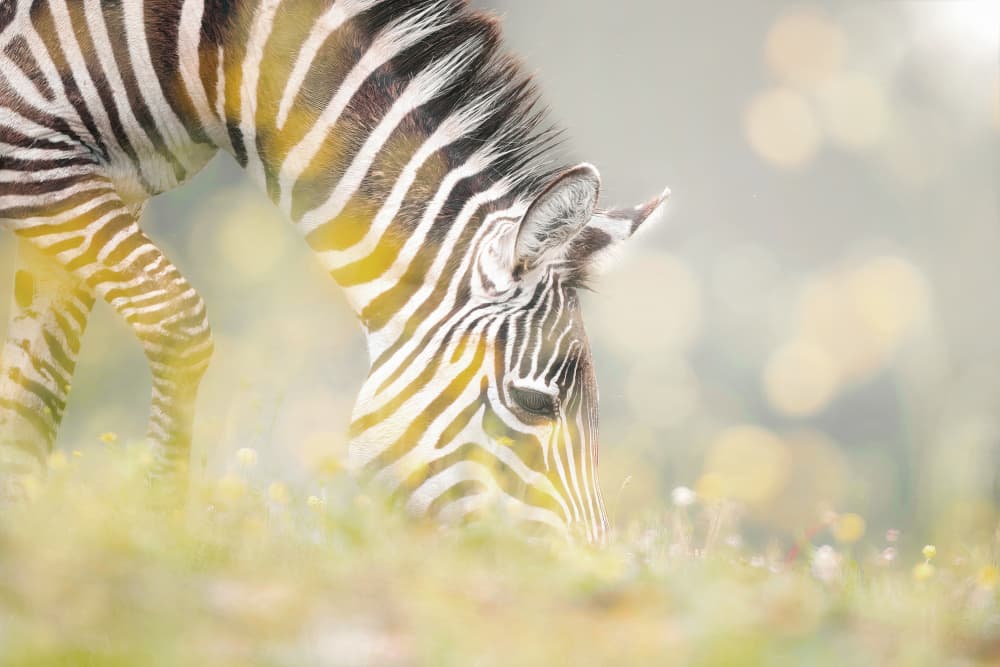 Peaceful Zebra Foal by Jesus Concepcion Alvarado — canvas wall art