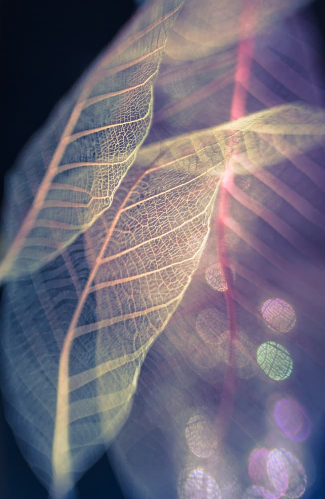 Delicate Leaf Glow by Shihya Kowatari — canvas wall art
