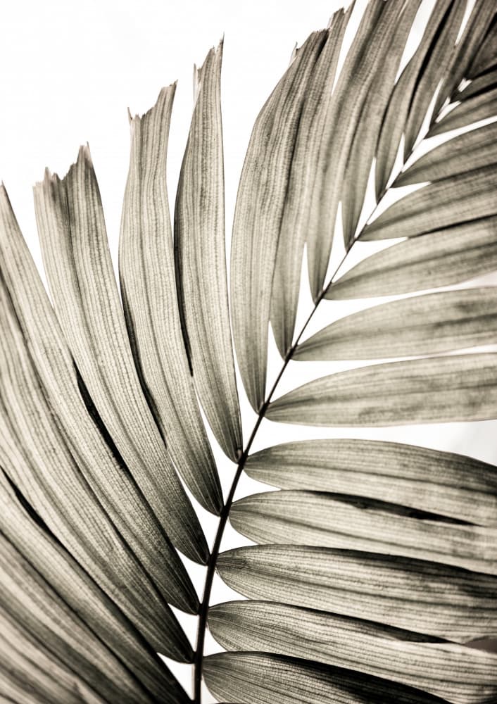 Palm Leaves 22 by Mareike Böhmer — canvas wall art