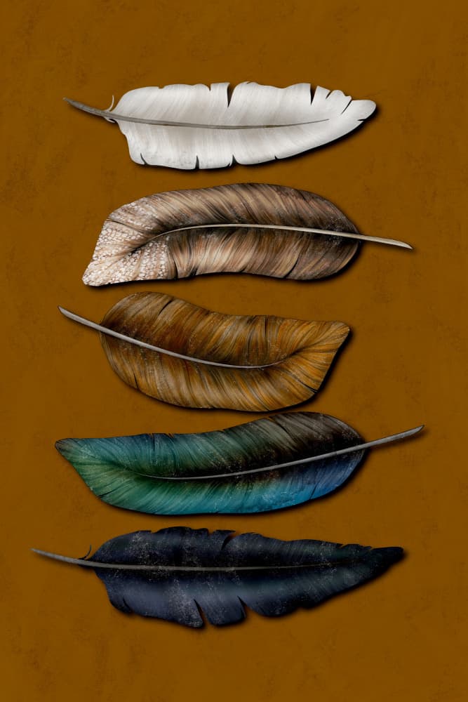 Colorful Natural Feathers by EMELIEmaria — canvas wall art