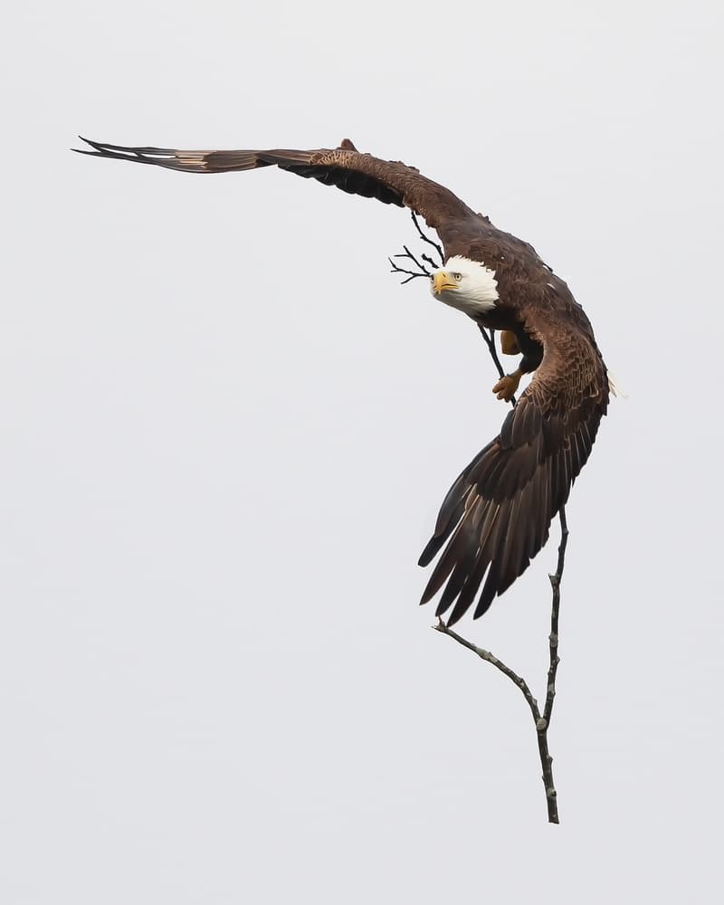 Majestic Bald Eagle Flight by Tao Huang — canvas wall art
