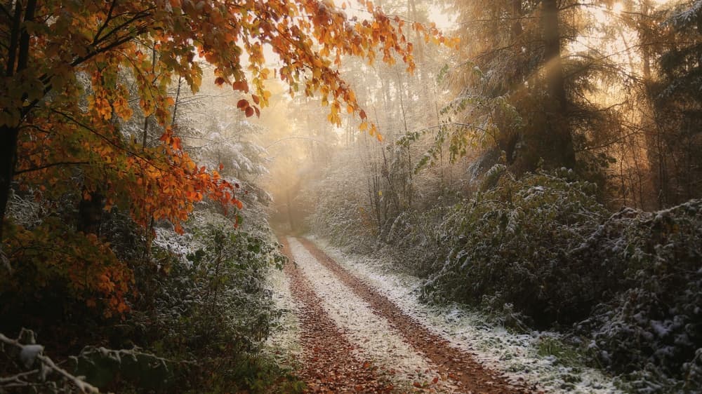 Golden Autumn Snow Path by Vincent Croce — canvas wall art
