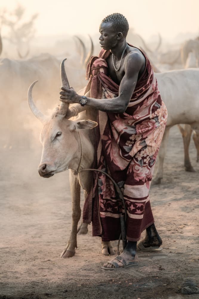 Dinka Man and Cattle by Trevor Cole — canvas wall art