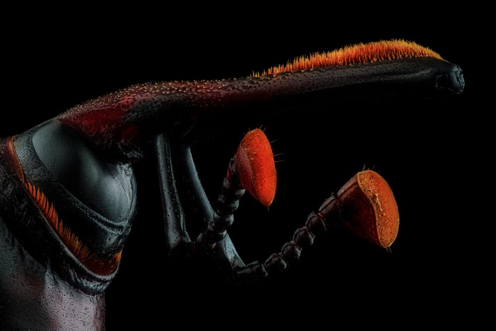 Vibrant Weevil Macro by Andi Halil — canvas wall art