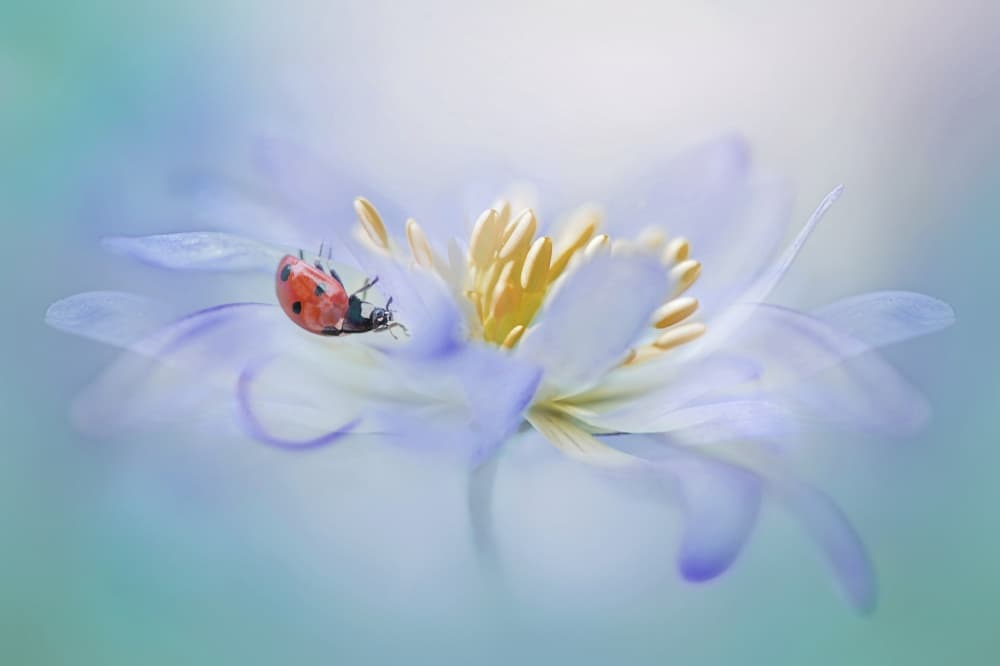 Gentle Ladybug Blossom by Jacky Parker — canvas wall art