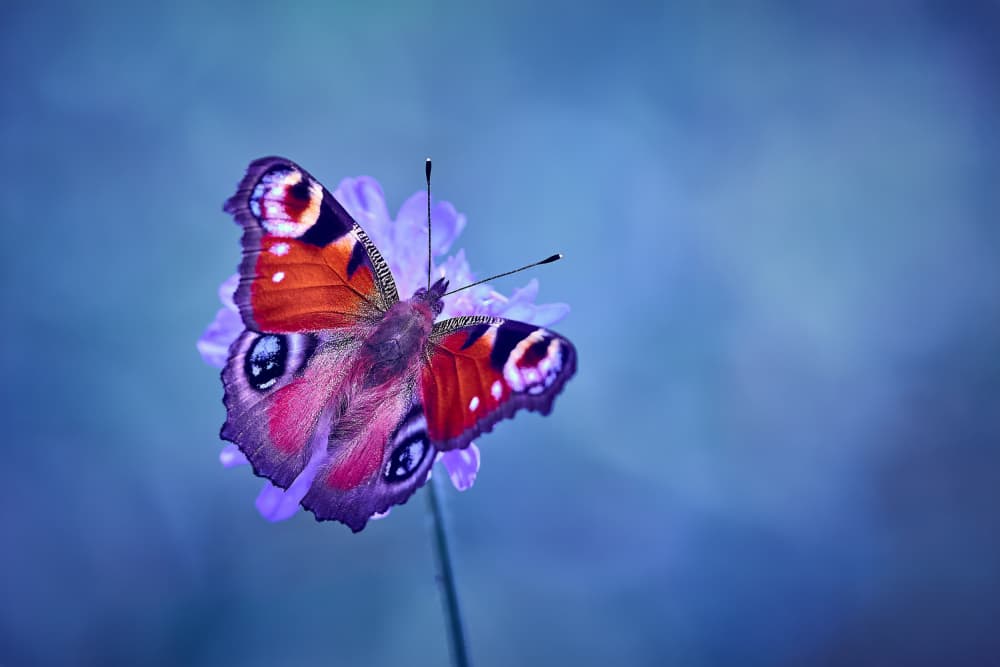 Peacock Butterfly on Bloom by Stuart Williams — canvas wall art