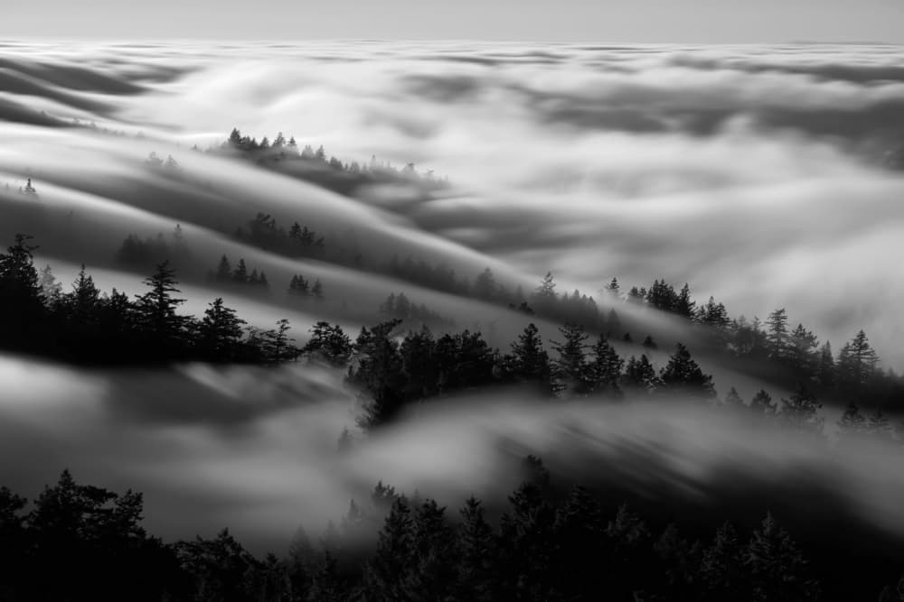 Flowing Forest Fog by Johnny Zhang — canvas wall art