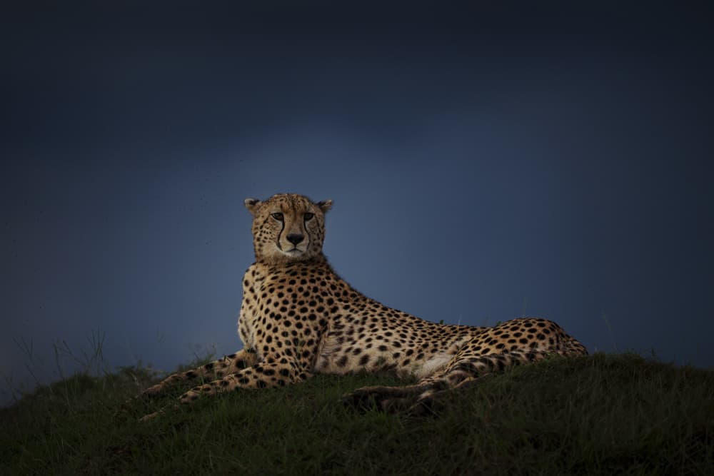 Regal Cheetah at Twilight by Roberto Marchegiani — canvas wall art