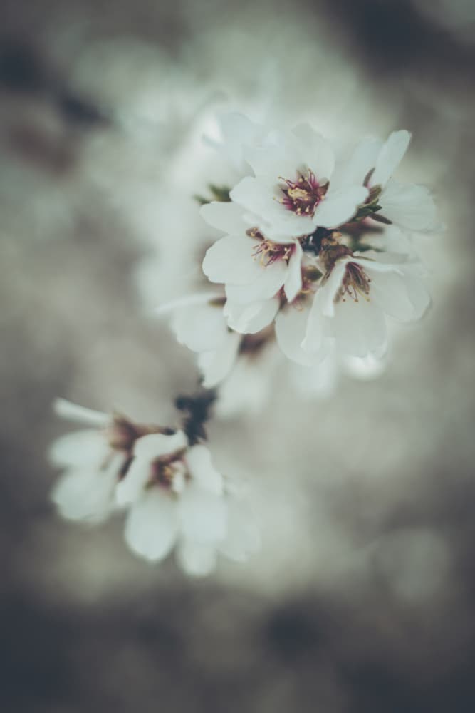 Delicate White Blossoms by Tim Mossholder — canvas wall art