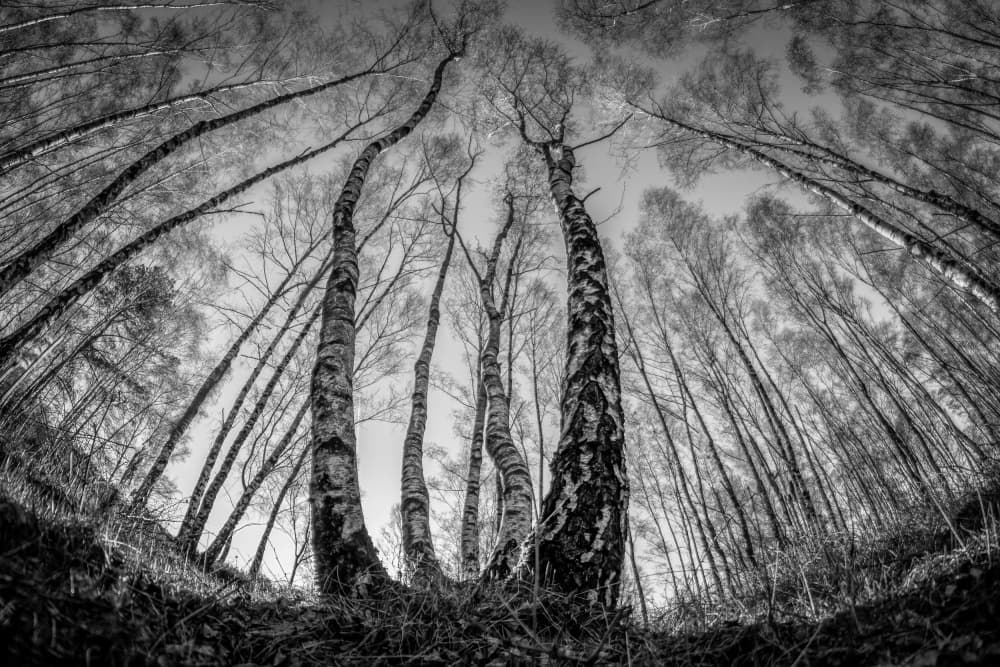 Dramatic Birch Forest Upward by Piet Haaksma — canvas wall art