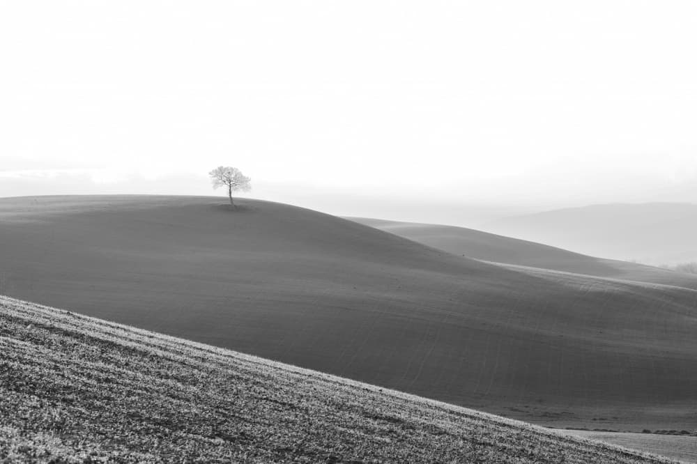 Lone Tree Hill by Stefano Castoldi — canvas wall art
