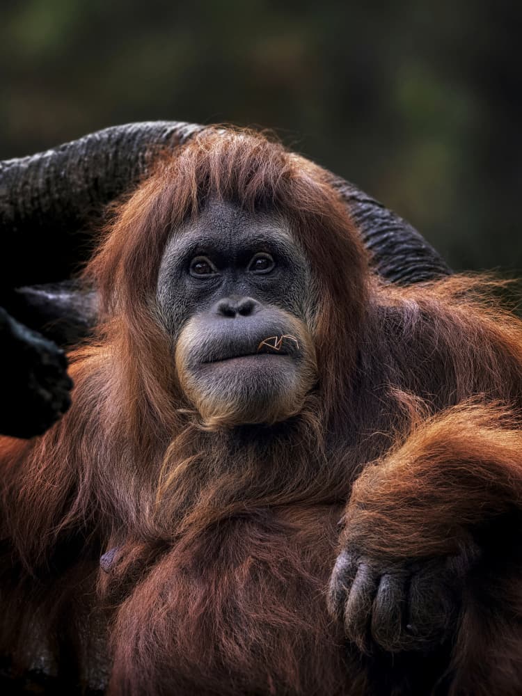 Majestic Orangutan Portrait by Prabu Dennaga — canvas wall art