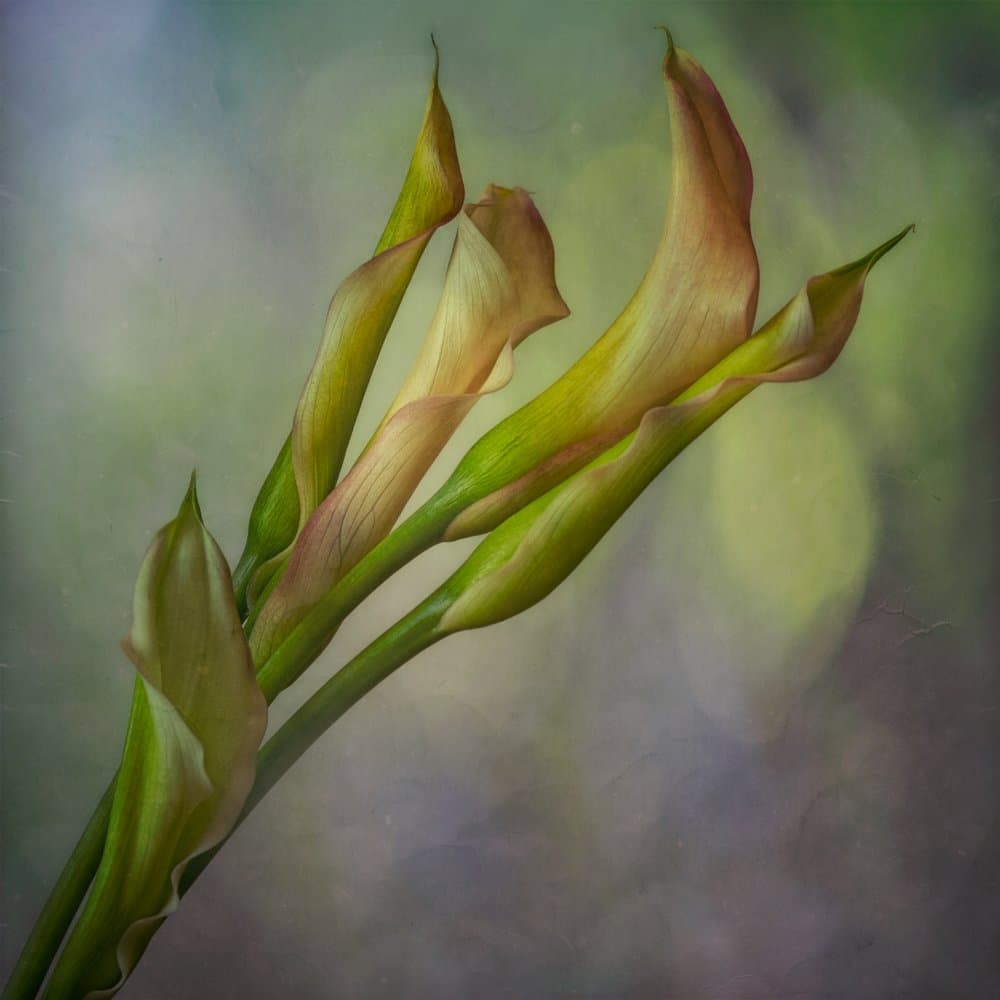 Soft Calla Lilies by Marie-anne Stas — canvas wall art