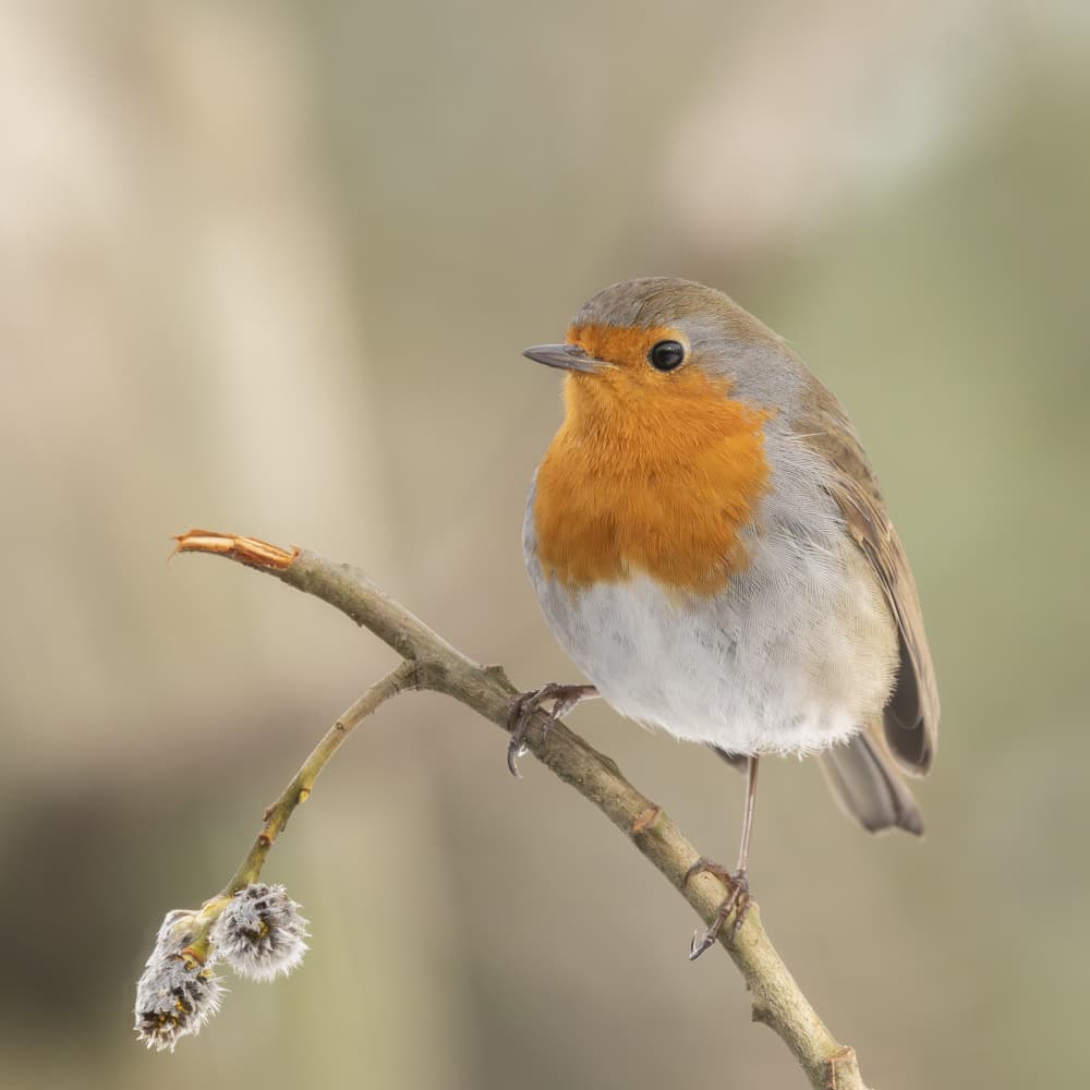 Curious Garden Robin by Ytje Veenstra — canvas wall art