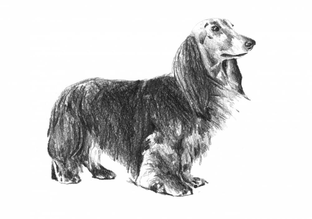 Longhaired Dachshund Sketch by Kulik — canvas wall art