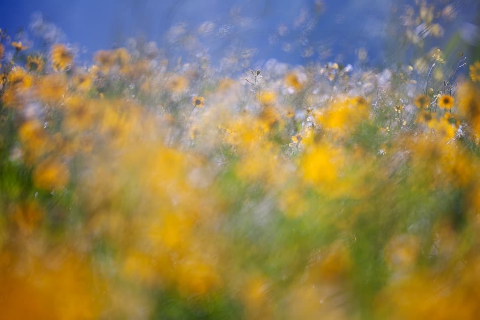Dreamy Yellow Blooms by Andrew George — canvas wall art
