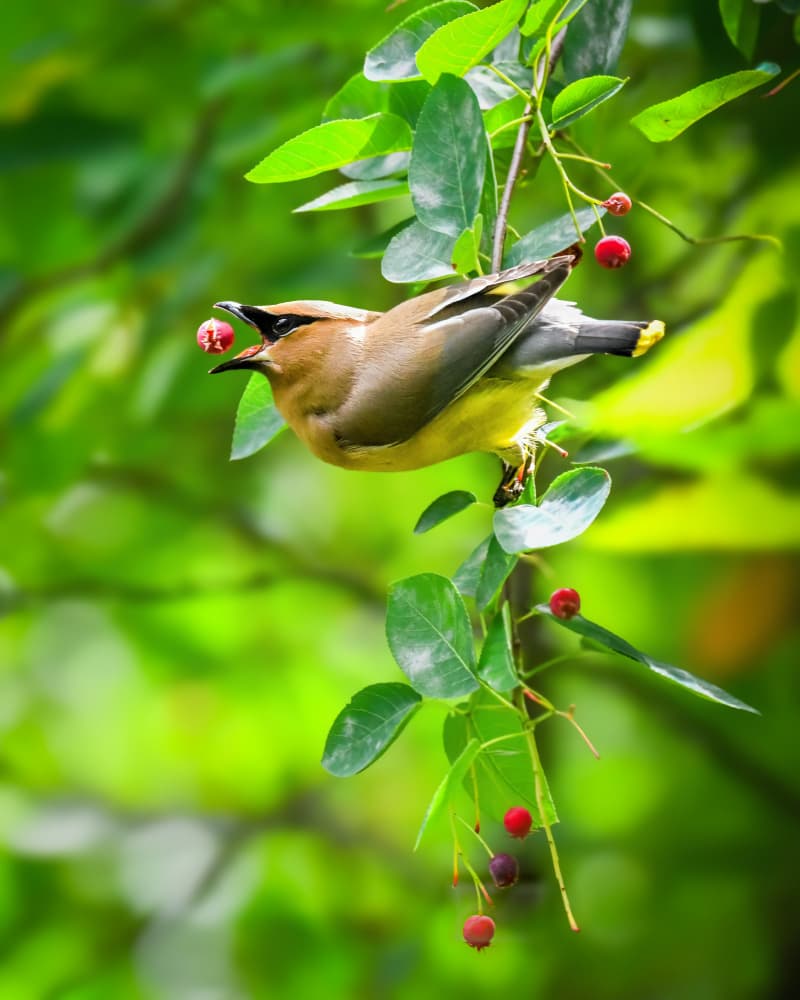 Bird Eating Berry by Xiao Cai — canvas wall art