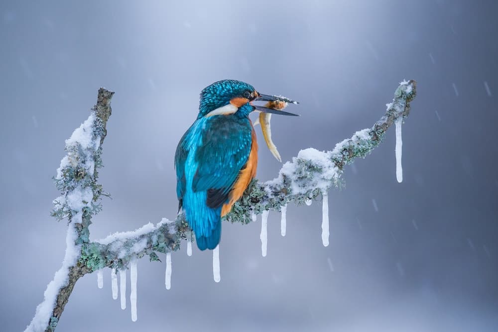 Winter Kingfisher with Fish by Petar Sabol — canvas wall art