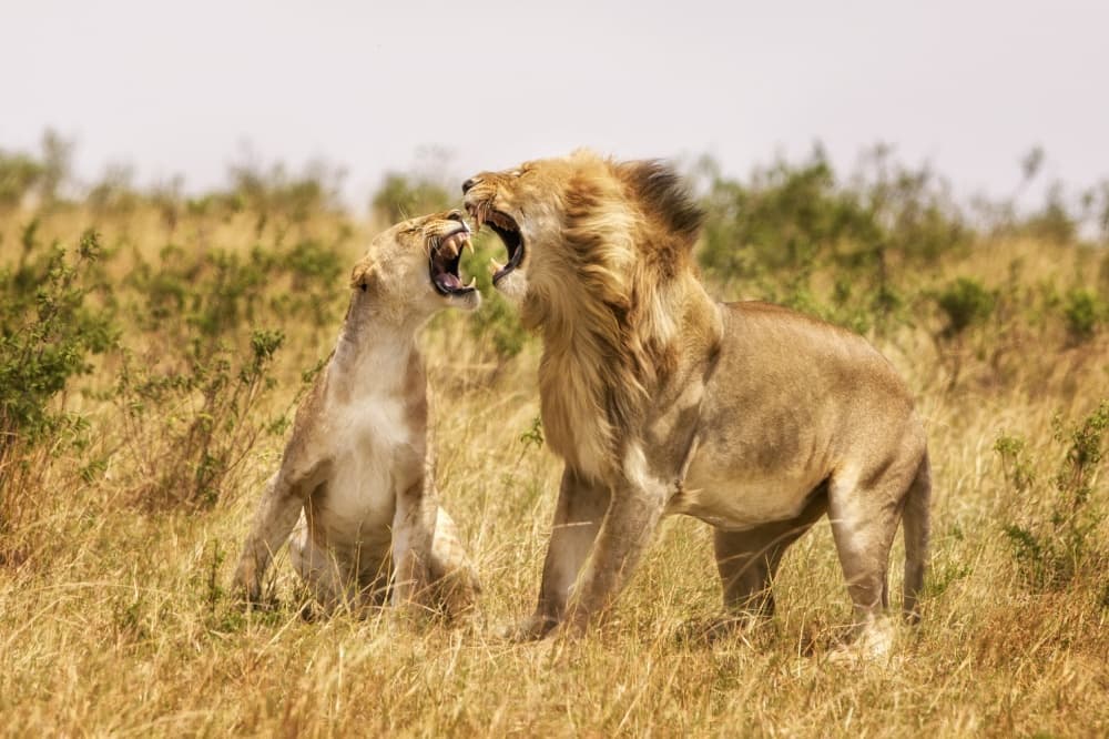 Wild Lion Confrontation by Mohammed Alnaser — canvas wall art