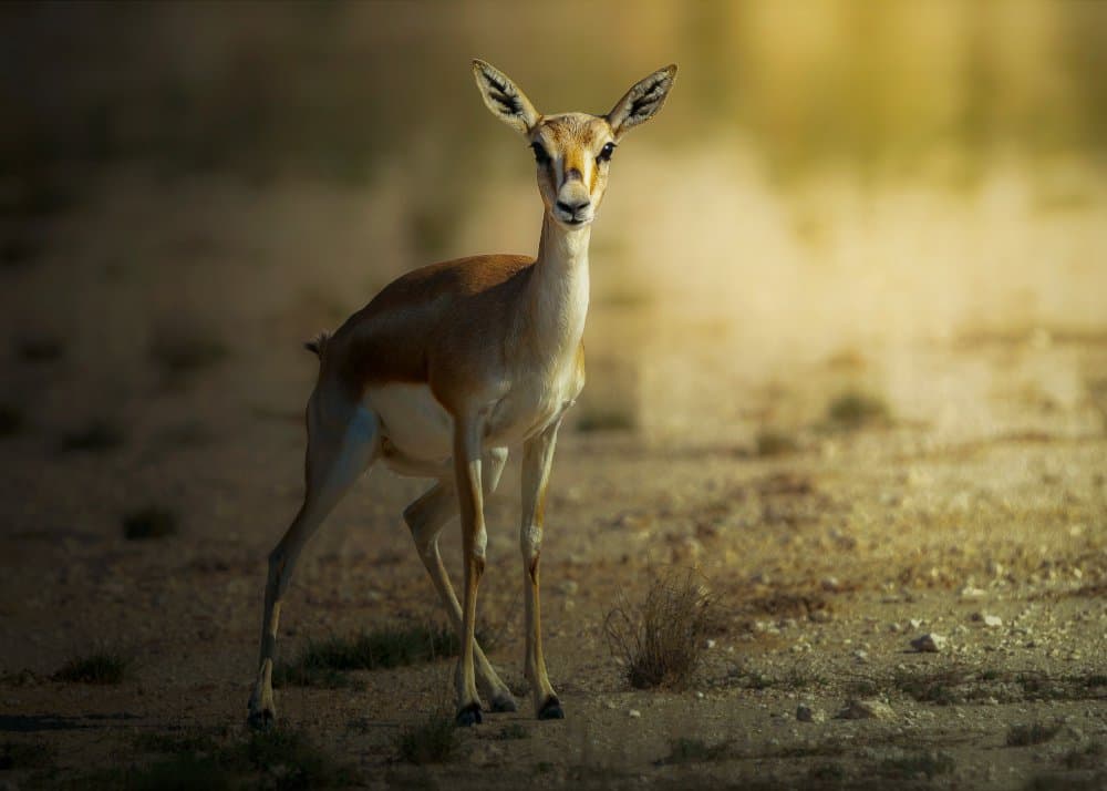 Alert Desert Gazelle by Sina Pezeshki — canvas wall art